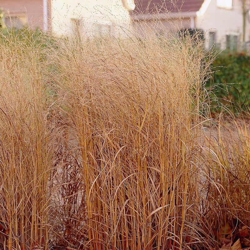 G0007 Grass, Panicum Virgatum 'shenandoah' - View 37 from www redcrocus com