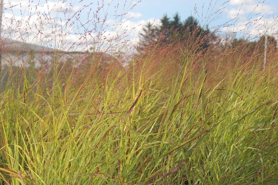 G0007 Grass, Panicum Virgatum 'shenandoah' - View 38 from www redcrocus com