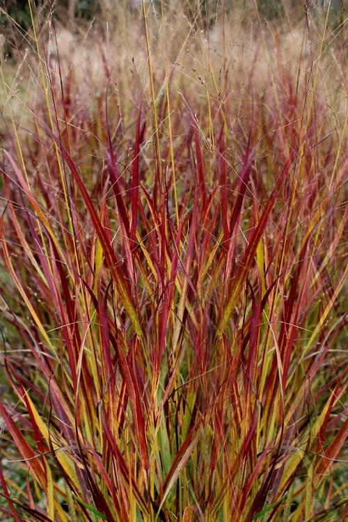 G0007 Grass, Panicum Virgatum 'shenandoah' - View 6 from www redcrocus com