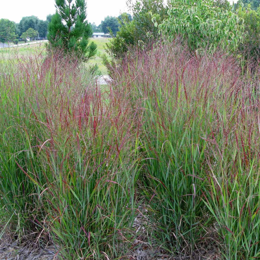 G0007 Grass, Panicum Virgatum 'shenandoah' - View 7 from www redcrocus com