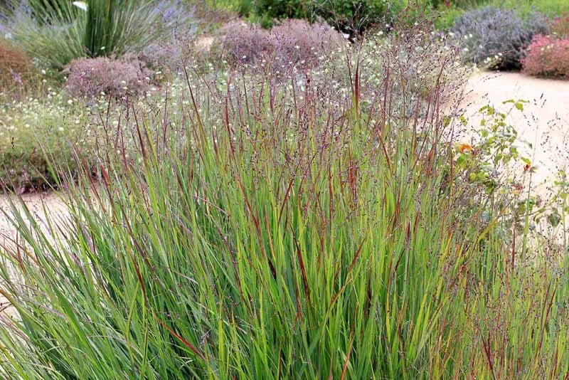 G0007 Grass, Panicum Virgatum 'shenandoah' - View 8 from www redcrocus com