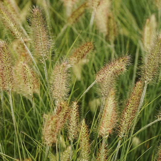 G0008 Grass Pennisetum Alopecuroides Hameln - View 10 from www redcrocus com