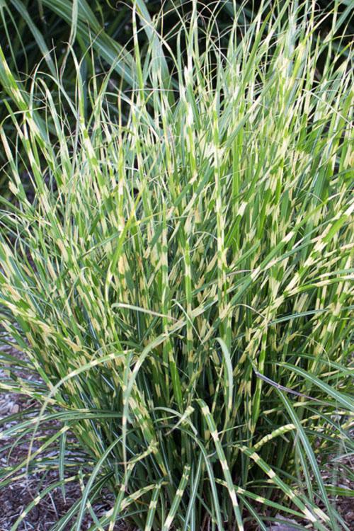 G000 Grass, 2 Gallon - View 11 from www redcrocus com