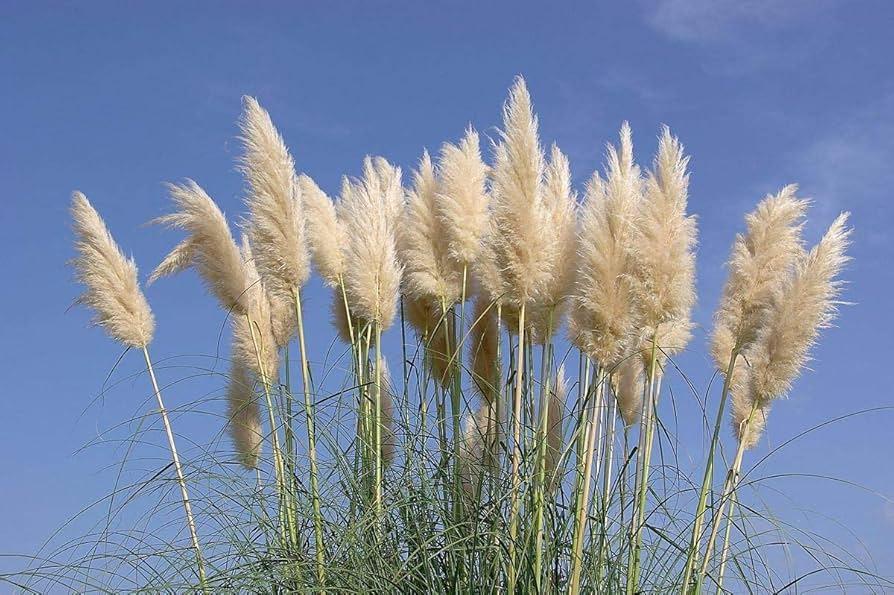G000 Grass, 2 Gallon - View 13 from www redcrocus com
