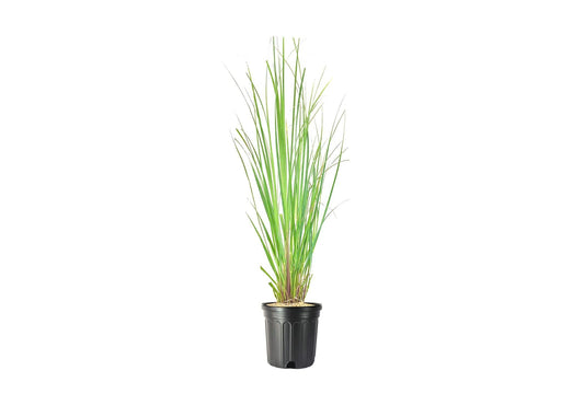 G000 Grass, 2 Gallon - View 1 from www redcrocus com