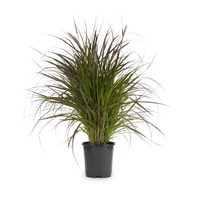 G000 Grass, 2 Gallon - View 2 from www redcrocus com