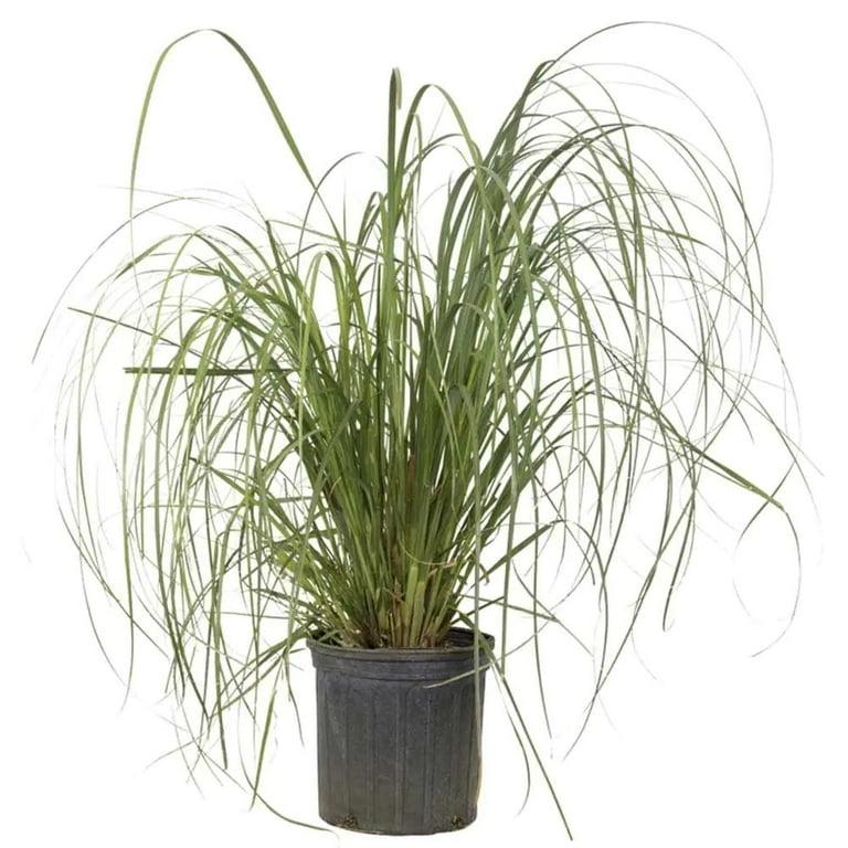 G000 Grass, 2 Gallon - View 3 from www redcrocus com