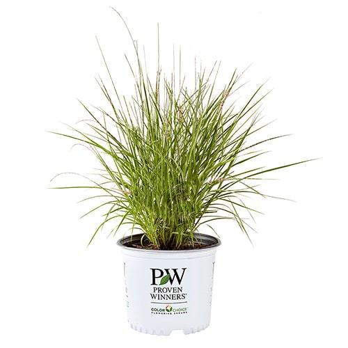 G000 Grass, 2 Gallon - View 5 from www redcrocus com