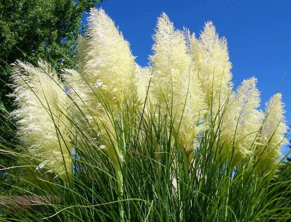 G000 Grass, 2 Gallon - View 6 from www redcrocus com
