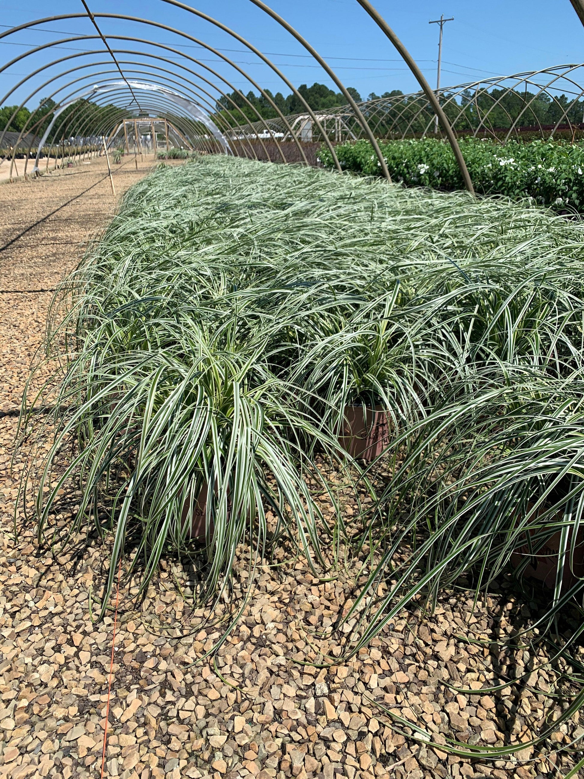 G000 Grass, 2 Gallon - View 7 from www redcrocus com