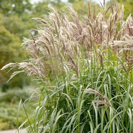 G000 Grass, 2 Gallon - View 9 from www redcrocus com