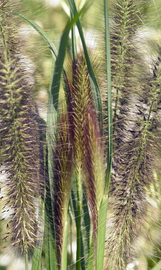 G0029 Grass Pennisetum Alopecuroides Red Head - View 11 from www redcrocus com