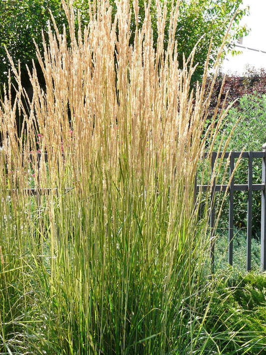 G0036 Grass Calamagrostis X Acutiflora Avalanche - View 11 from www redcrocus com