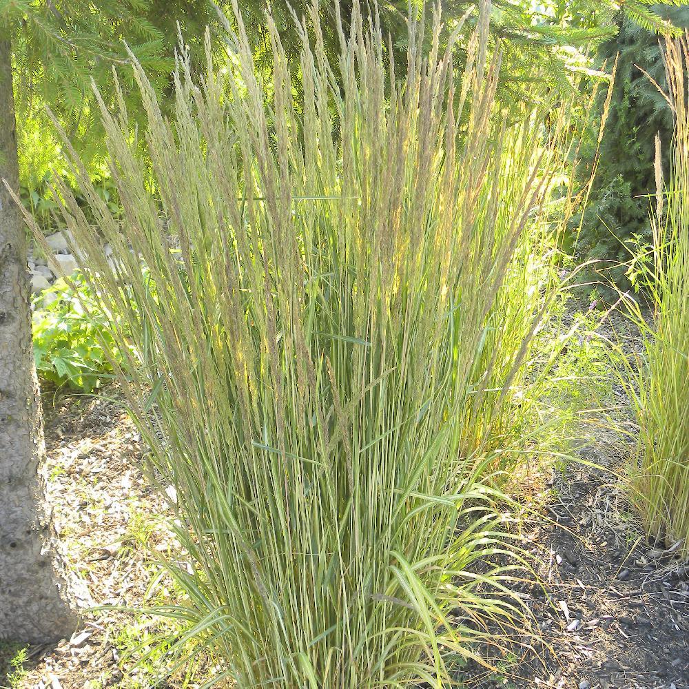 G0038 Grass Calamagrostis X Acutiflora Eldorado - View 10 from www redcrocus com