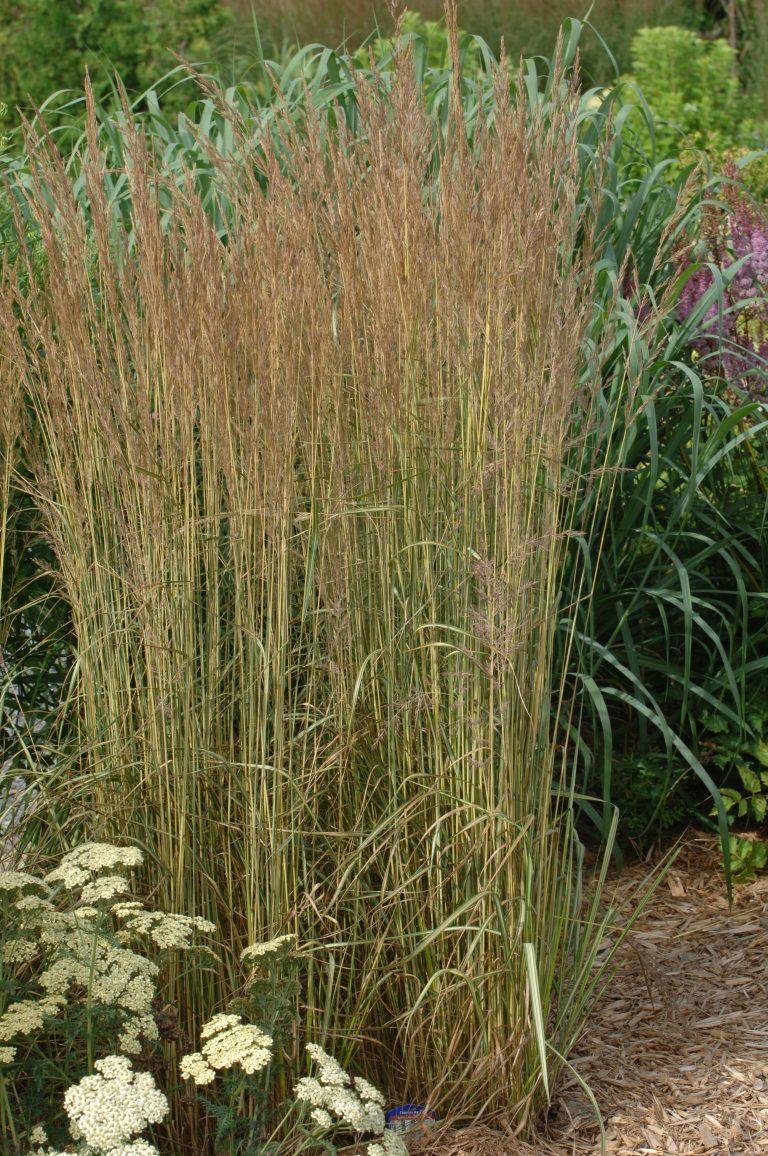 G0038 Grass Calamagrostis X Acutiflora Eldorado - View 12 from www redcrocus com