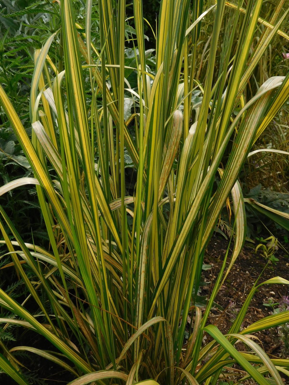 G0038 Grass Calamagrostis X Acutiflora Eldorado - View 14 from www redcrocus com