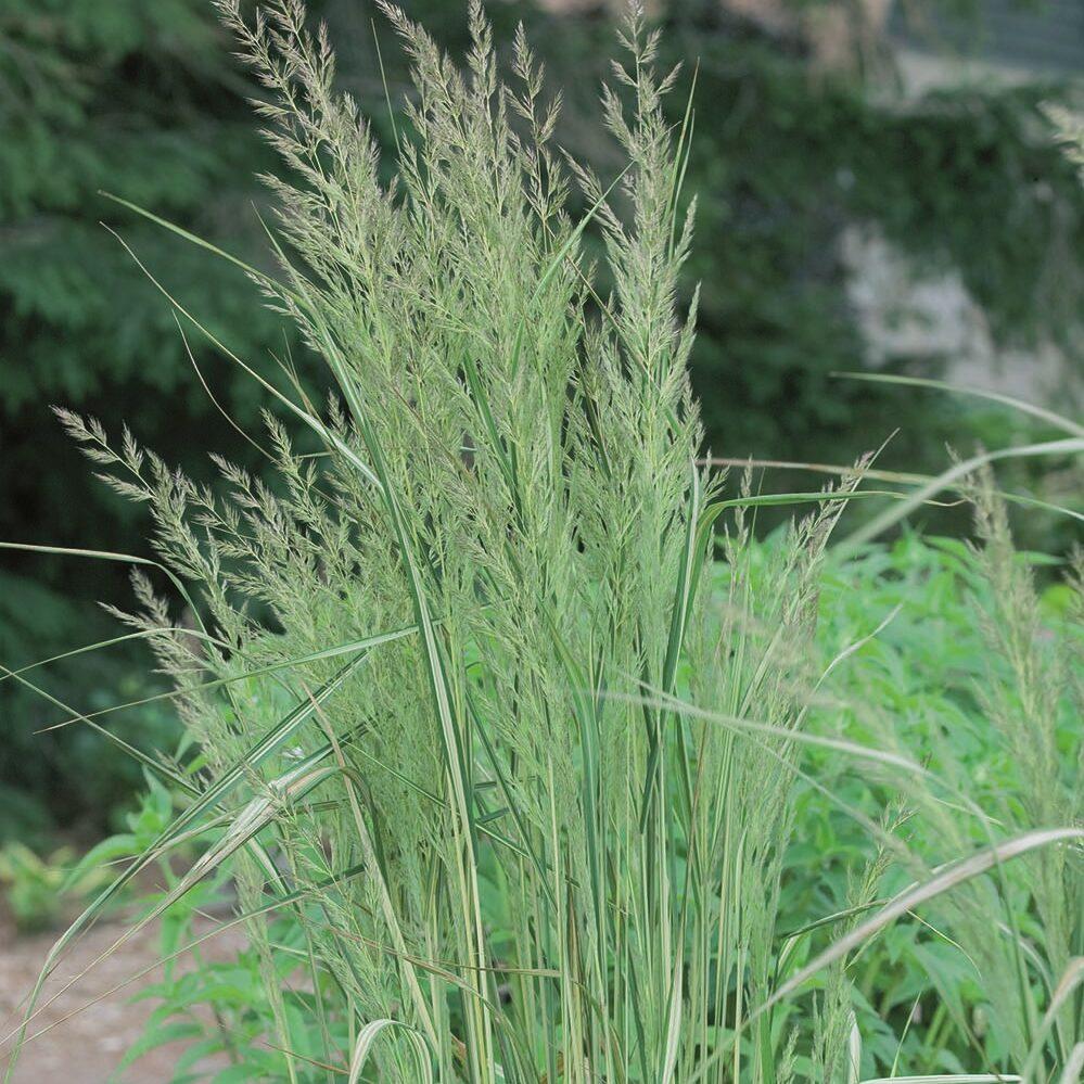 G0038 Grass Calamagrostis X Acutiflora Eldorado - View 15 from www redcrocus com