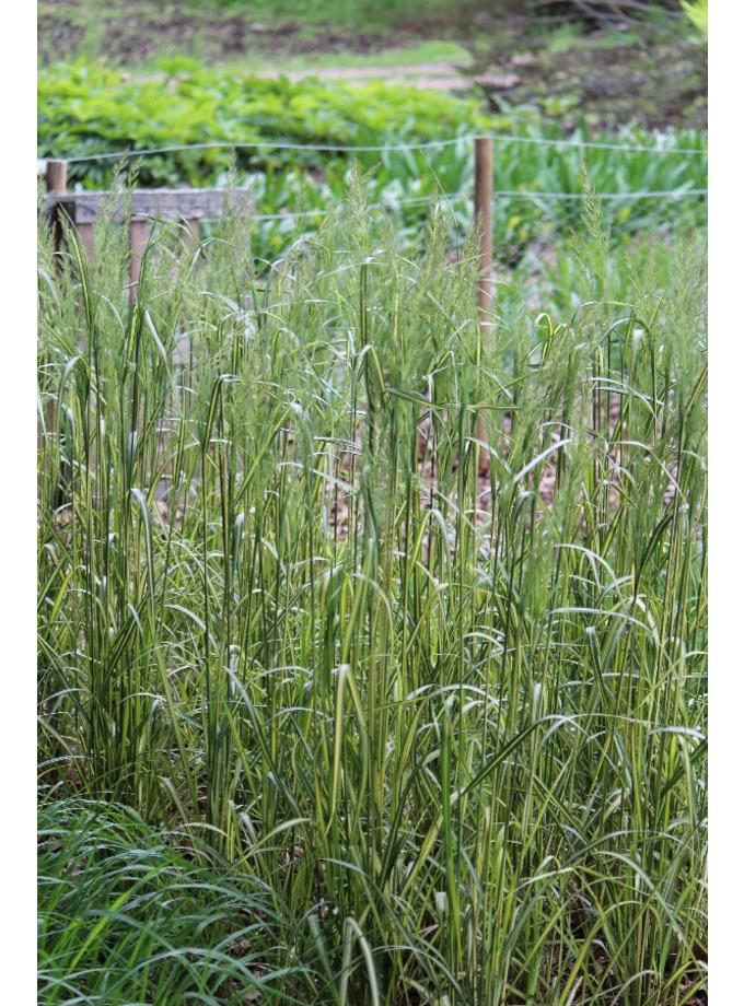 G0038 Grass Calamagrostis X Acutiflora Eldorado - View 18 from www redcrocus com
