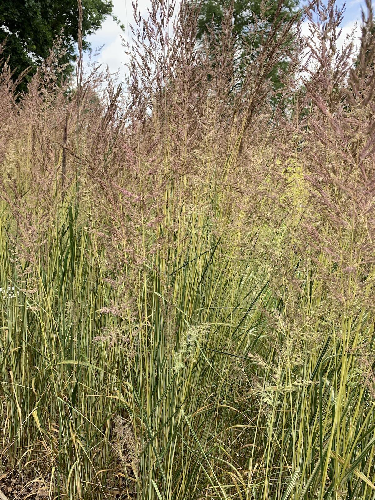 G0038 Grass Calamagrostis X Acutiflora Eldorado - View 4 from www redcrocus com