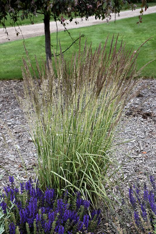 G0038 Grass Calamagrostis X Acutiflora Eldorado - View 5 from www redcrocus com