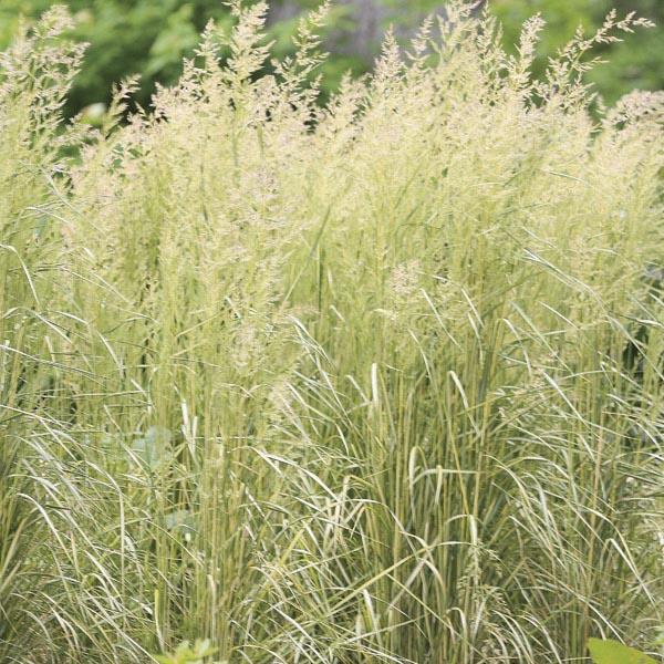 G0038 Grass Calamagrostis X Acutiflora Eldorado - View 7 from www redcrocus com