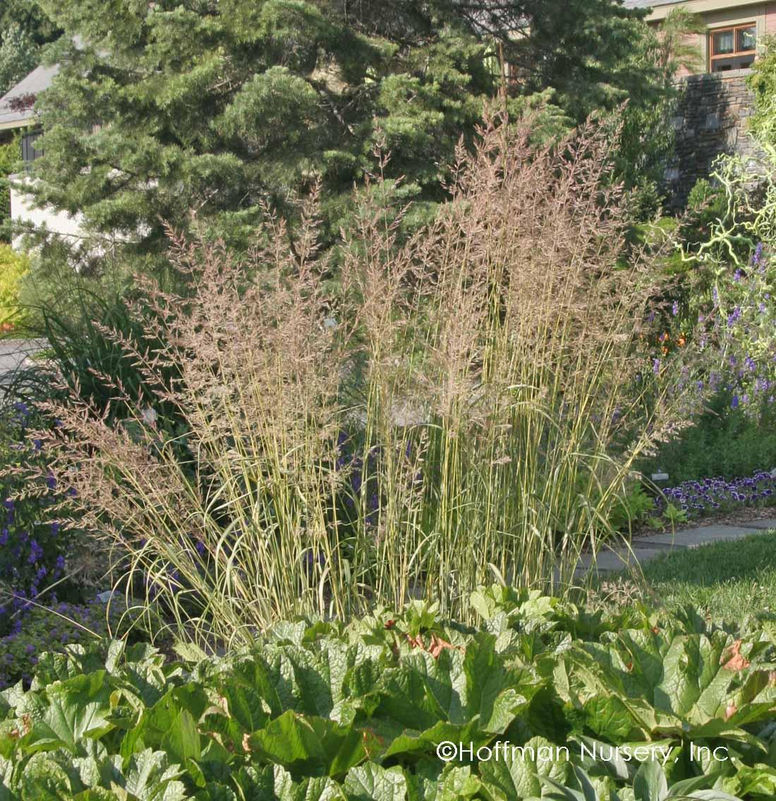 G0038 Grass Calamagrostis X Acutiflora Eldorado - View 8 from www redcrocus com