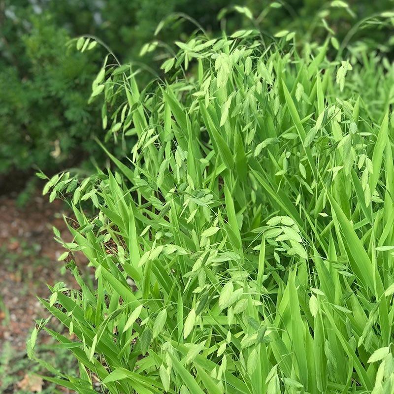G0042 Grass, Chasmanthium Latifolium - View 10 from www redcrocus com