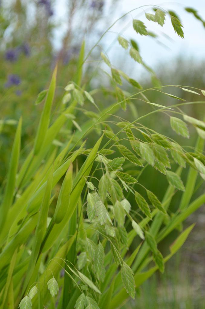 G0042 Grass, Chasmanthium Latifolium - View 11 from www redcrocus com