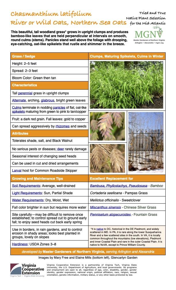 G0042 Grass, Chasmanthium Latifolium - View 12 from www redcrocus com
