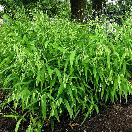 G0042 Grass, Chasmanthium Latifolium - View 15 from www redcrocus com