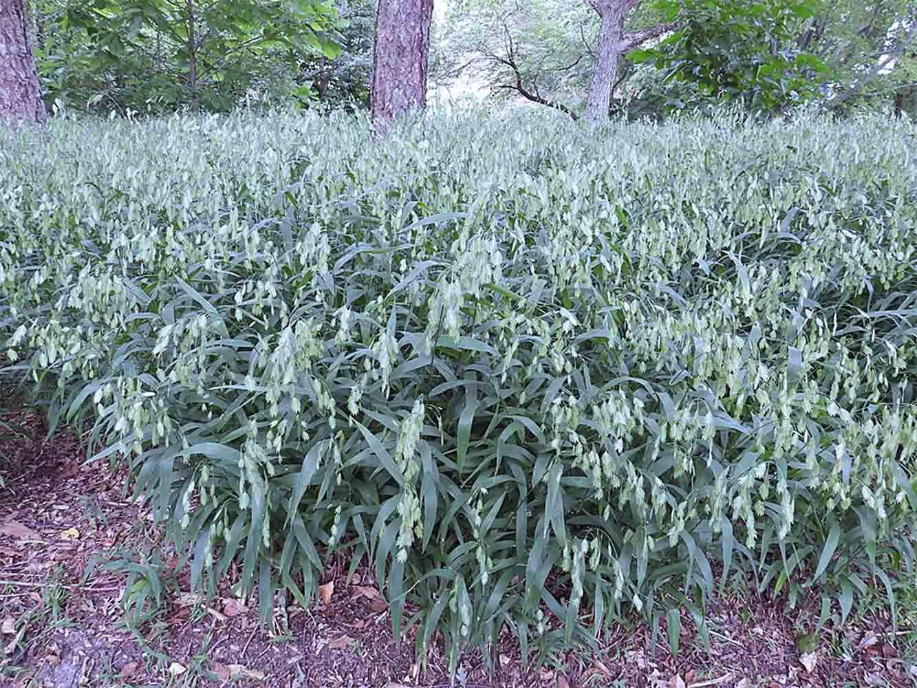 G0042 Grass, Chasmanthium Latifolium - View 16 from www redcrocus com