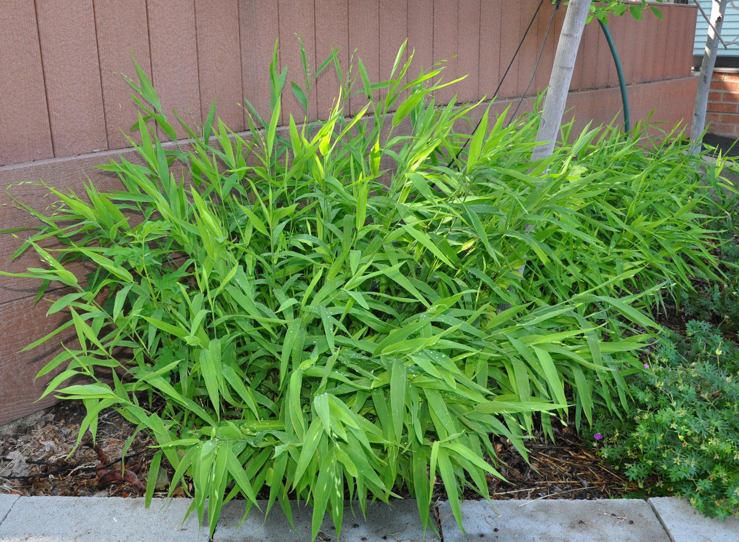 G0042 Grass, Chasmanthium Latifolium - View 17 from www redcrocus com