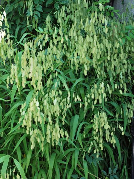 G0042 Grass, Chasmanthium Latifolium - View 18 from www redcrocus com