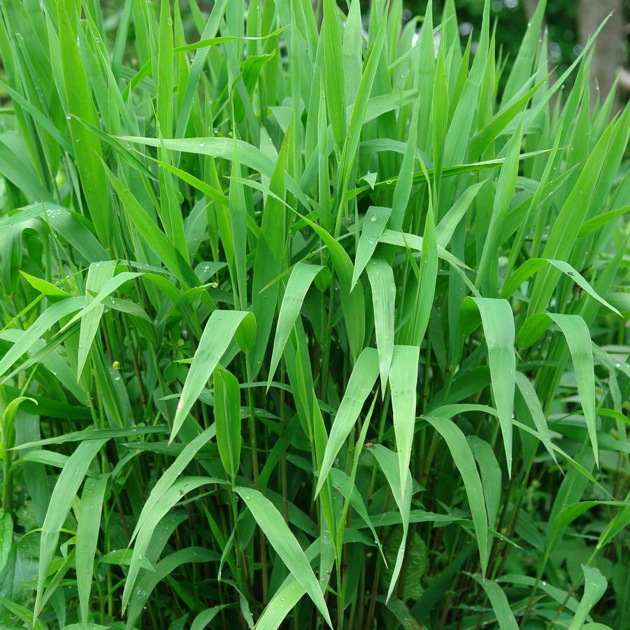 G0042 Grass, Chasmanthium Latifolium - View 19 from www redcrocus com
