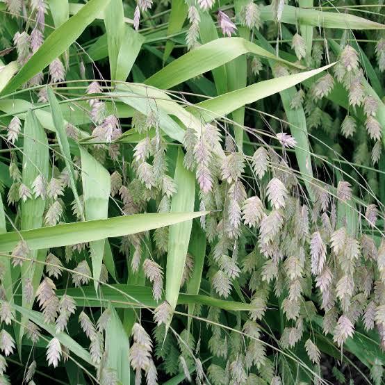 G0042 Grass, Chasmanthium Latifolium - View 1 from www redcrocus com