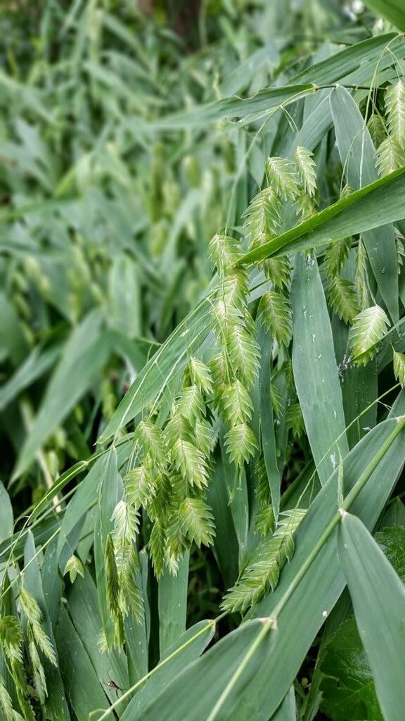 G0042 Grass, Chasmanthium Latifolium - View 21 from www redcrocus com