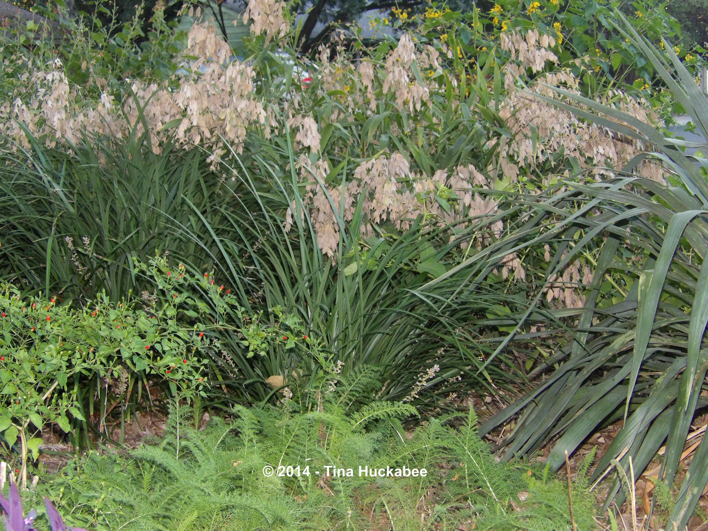 G0042 Grass, Chasmanthium Latifolium - View 22 from www redcrocus com