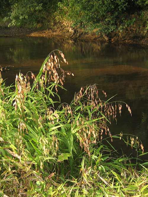 G0042 Grass, Chasmanthium Latifolium - View 23 from www redcrocus com