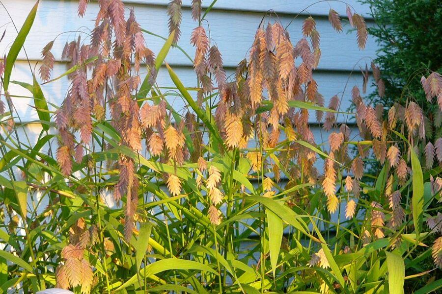 G0042 Grass, Chasmanthium Latifolium - View 24 from www redcrocus com