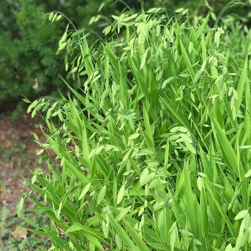 G0042 Grass, Chasmanthium Latifolium - View 25 from www redcrocus com