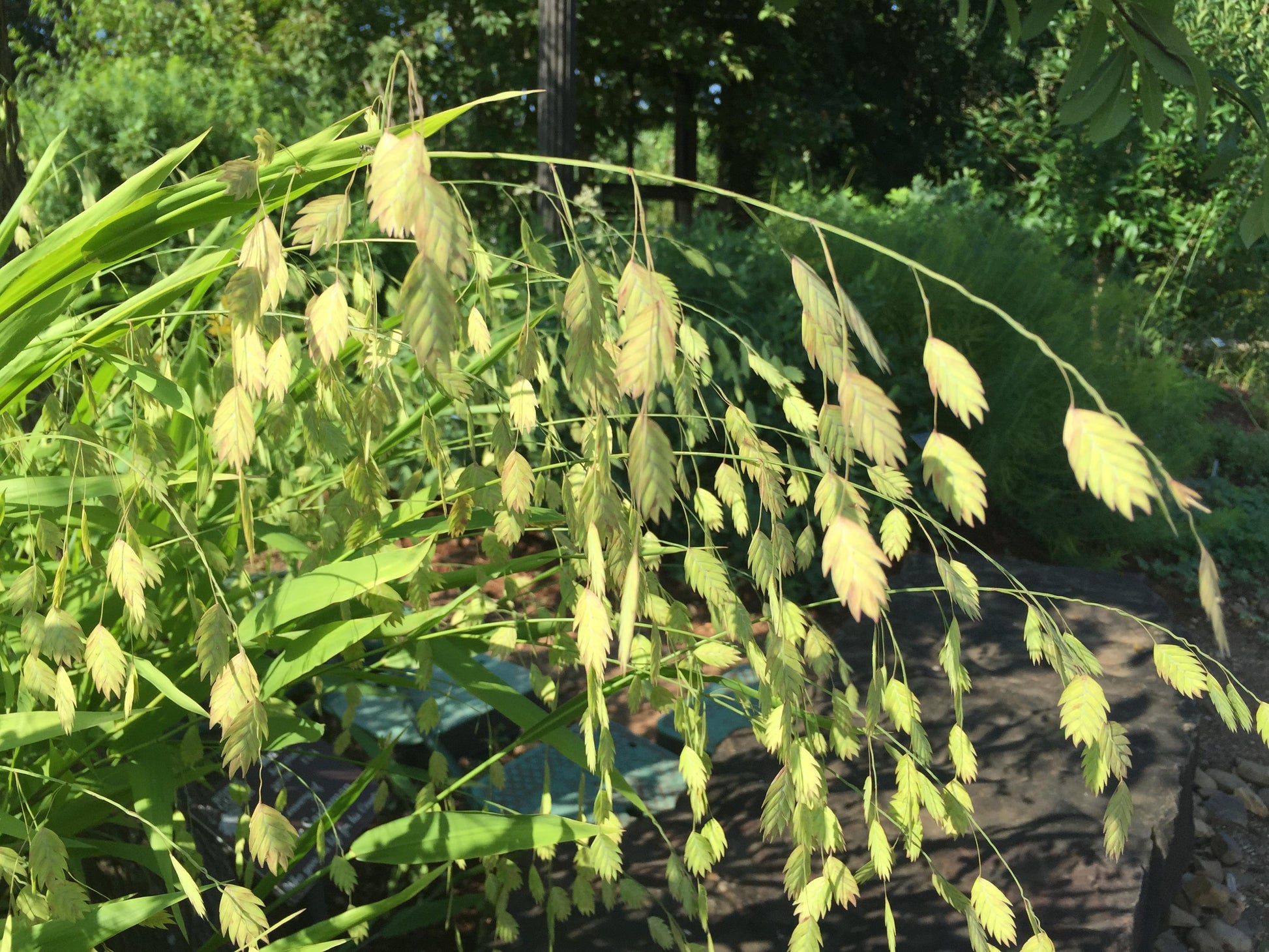 G0042 Grass, Chasmanthium Latifolium - View 26 from www redcrocus com