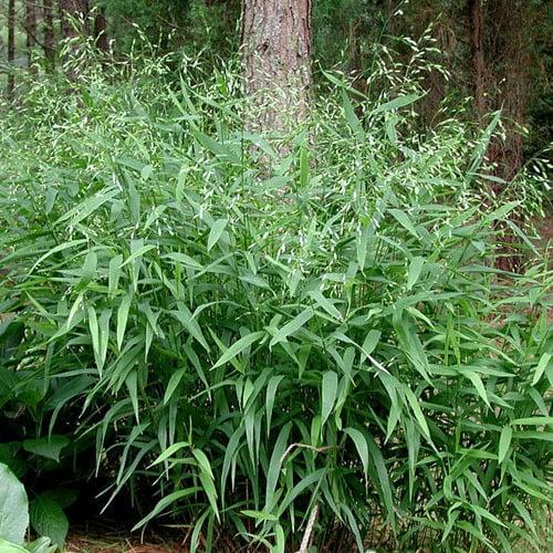 G0042 Grass, Chasmanthium Latifolium - View 27 from www redcrocus com
