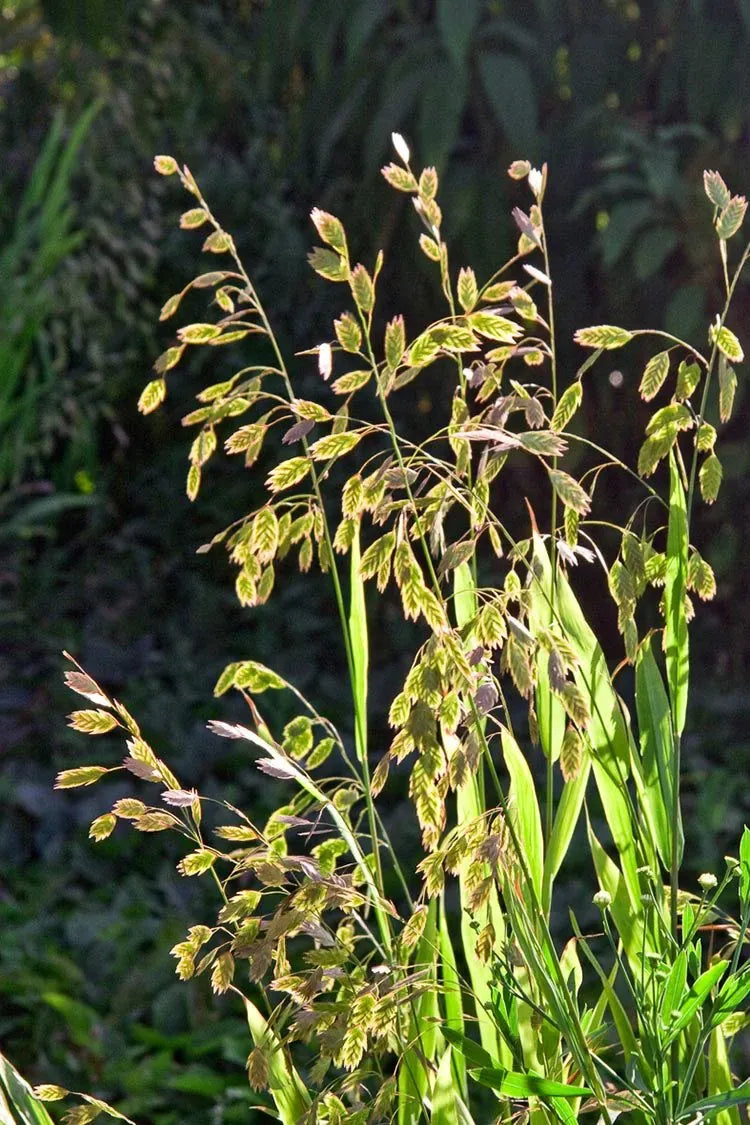 G0042 Grass, Chasmanthium Latifolium - View 28 from www redcrocus com
