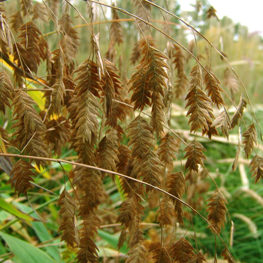 G0042 Grass, Chasmanthium Latifolium - View 29 from www redcrocus com