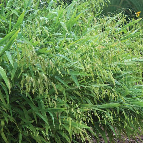 G0042 Grass, Chasmanthium Latifolium - View 2 from www redcrocus com