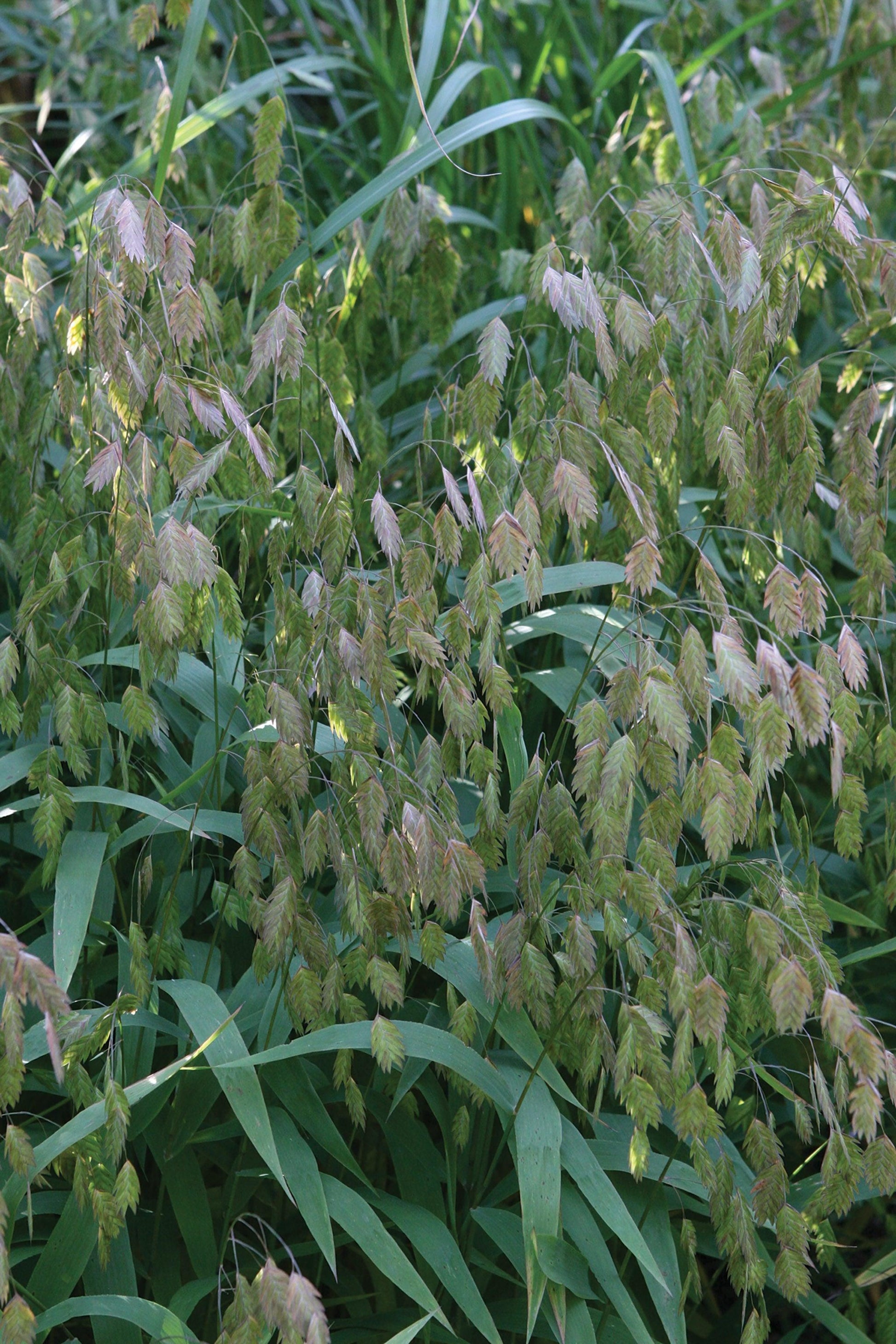 G0042 Grass, Chasmanthium Latifolium - View 30 from www redcrocus com