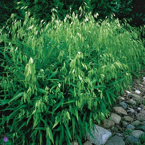 G0042 Grass, Chasmanthium Latifolium - View 3 from www redcrocus com