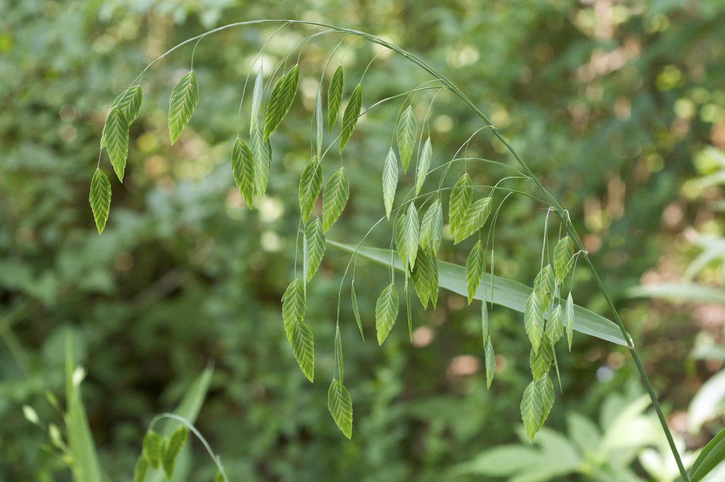 G0042 Grass, Chasmanthium Latifolium - View 4 from www redcrocus com