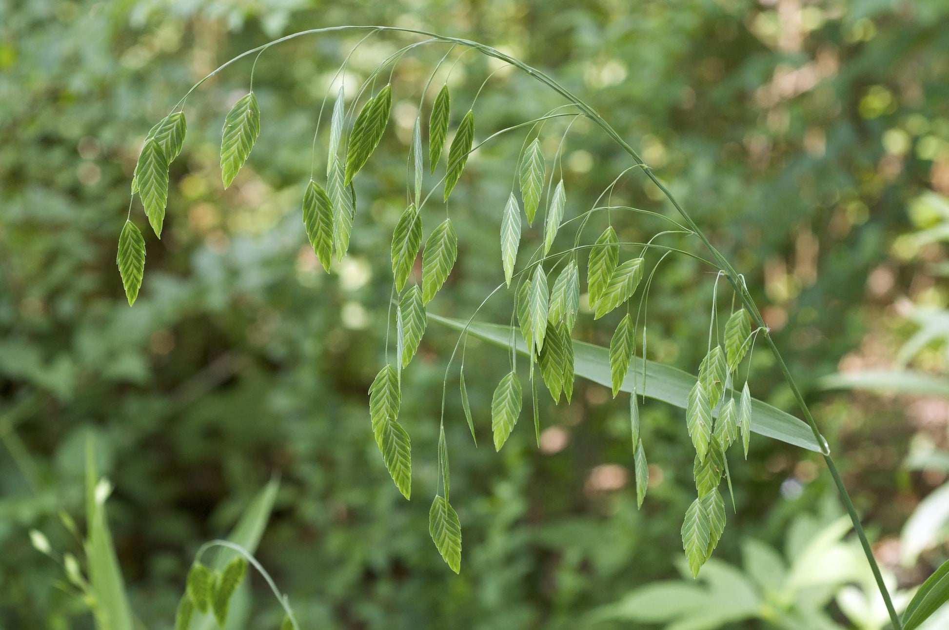G0042 Grass, Chasmanthium Latifolium - View 4 from www redcrocus com