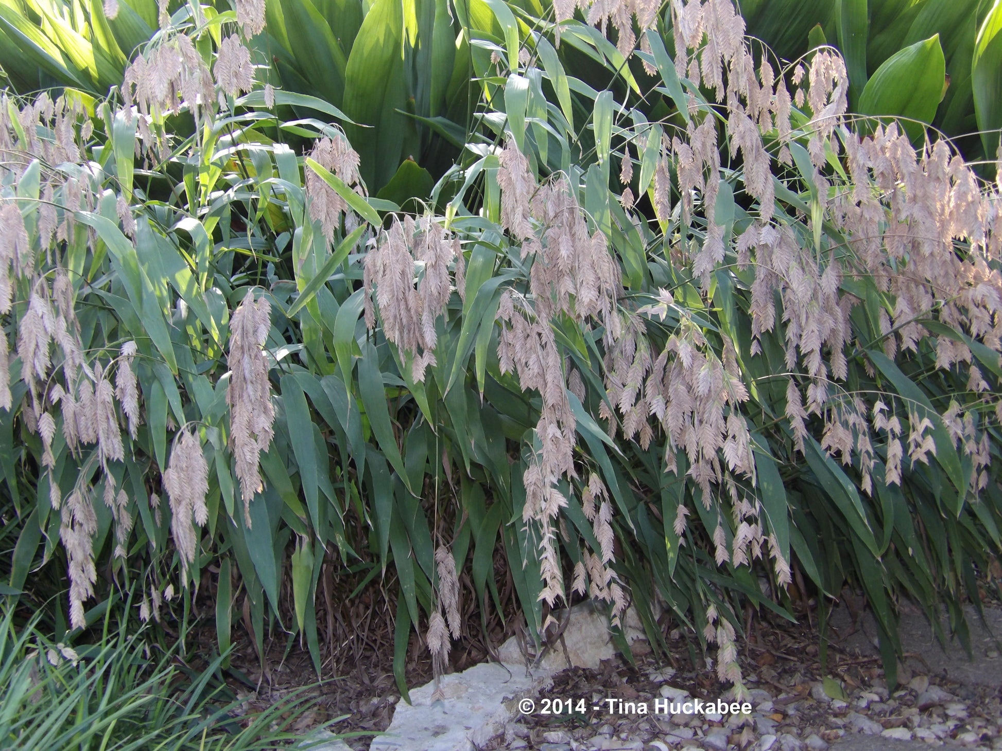 G0042 Grass, Chasmanthium Latifolium - View 5 from www redcrocus com